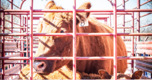 The Red Heifer Ceremony on Passover? Time will Tell …