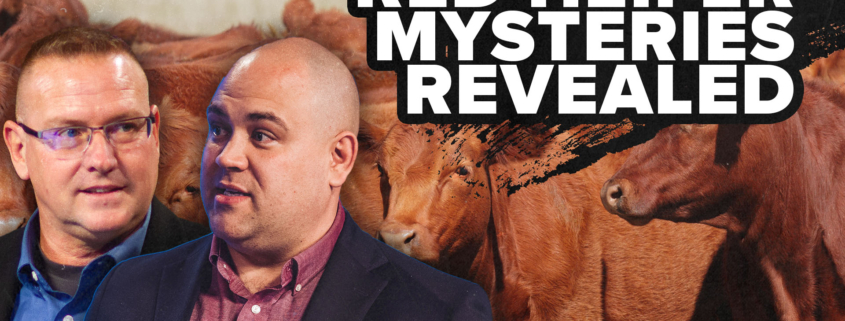 Red Heifer Mysteries Revealed