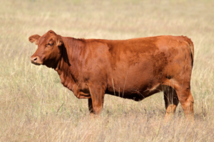 Red Heifer Ashes and Purification Water: What Christians Should Know