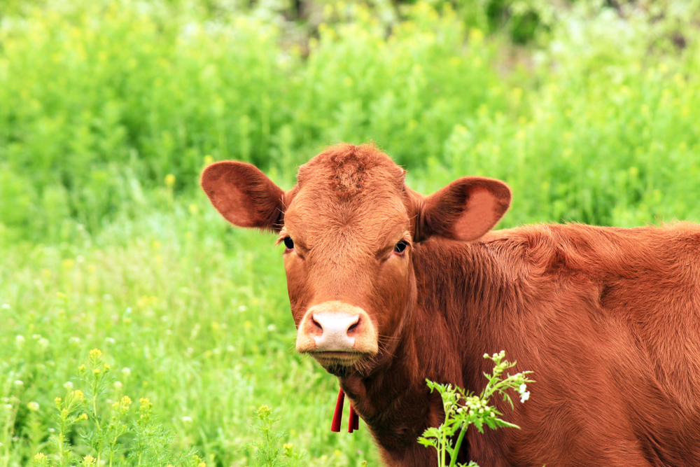 Why Israel’s 5 Red Heifers Are So Important To End Times Prophecy